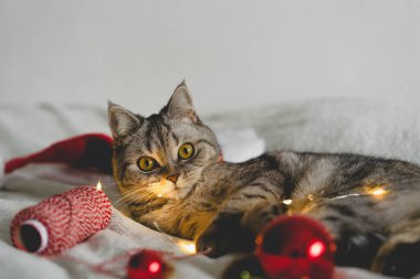 Mutlu kedi. 2022 Noel sezonu. Yeni yıl. Kedi Noel oyuncağıyla oynuyor.