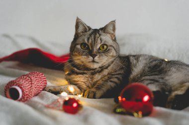 Mutlu kedi. 2022 Noel sezonu. Yeni yıl. Kedi Noel oyuncağıyla oynuyor.
