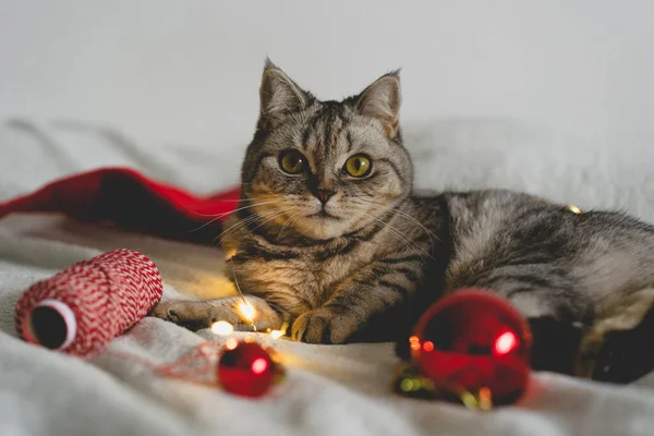Glückliche Katze Weihnachtszeit 2022 Neues Jahr Katze Spielt Mit Einem — Stockfoto