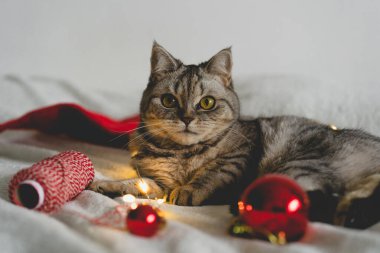 Mutlu kedi. 2022 Noel sezonu. Yeni yıl. Kedi Noel oyuncağıyla oynuyor.