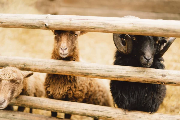 Dwarf Sheep Yang Cantik Peternakan Hewan Pertanian Pertanian — Stok Foto