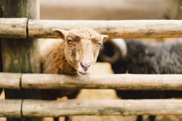 Belle Pecore Nane Nella Fattoria Animali Allevamento Agricoltura — Foto Stock