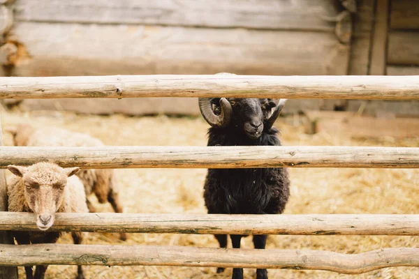 Belle Pecore Nane Nella Fattoria Animali Allevamento Agricoltura — Foto Stock