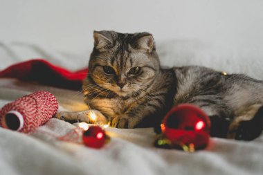 Mutlu kedi. 2022 Noel sezonu. Yeni yıl. Kedi Noel oyuncağıyla oynuyor.
