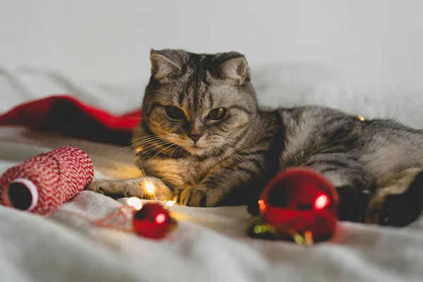 Glückliche Katze Weihnachtszeit 2022 Neues Jahr Katze Spielt Mit Einem — Stockfoto