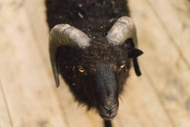 Çiftlikteki güzel Cüce koyunlar. Çiftçilik ve tarım üzerine hayvanlar.