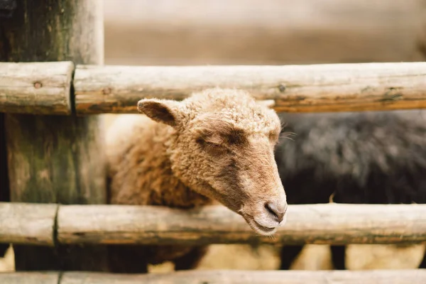 Gyönyörű Törpe Bárányok Farmon Gazdálkodó Állatok Mezőgazdaság — Stock Fotó