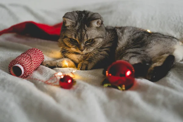 Happy cat. Christmas season 2022. New year. Cat plays with a Christmas toy