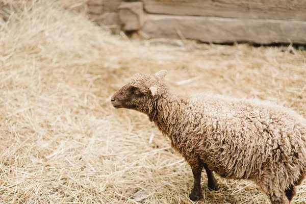 Schöne Zwergschafe Auf Dem Hof Tiere Landwirtschaft Landwirtschaft — Stockfoto