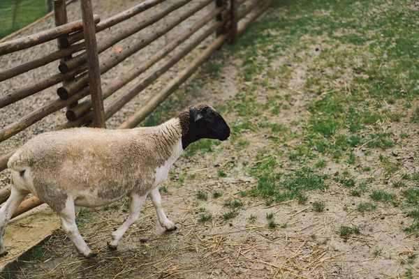 Gyönyörű Női Dorper Birka Farmon Gazdálkodó Állatok Mezőgazdaság — Stock Fotó