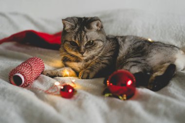 Mutlu kedi. 2022 Noel sezonu. Yeni yıl. Kedi Noel oyuncağıyla oynuyor.
