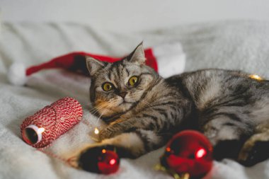 Mutlu kedi. 2022 Noel sezonu. Yeni yıl. Kedi Noel oyuncağıyla oynuyor.