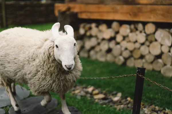 Border Leicester Una Delle Più Antiche Razze Ovine Dai Capelli — Foto Stock