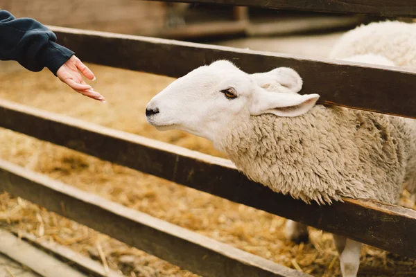 Border Leicester Adalah Salah Satu Ras Domba Berambut Panjang Tertua — Stok Foto