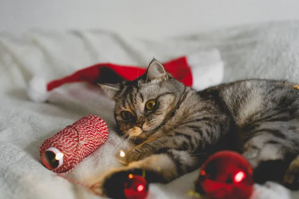 Happy Cat Christmas Season 2022 New Year Cat Plays Christmas — Stock Photo, Image