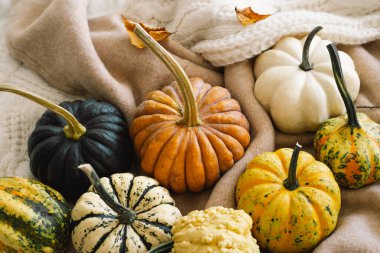 Çok renkli balkabakları ve ahşap arka planda kuru sonbahar yaprakları. Sonbahar, sonbahar, sonbahar, Şükran Günü konsepti. Aylık arkaplan