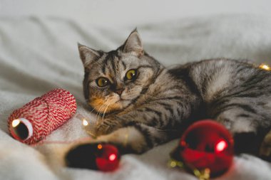 Mutlu kedi. 2022 Noel sezonu. Yeni yıl. Kedi Noel oyuncağıyla oynuyor.