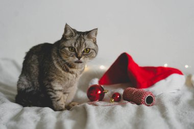 Mutlu kedi. 2022 Noel sezonu. Yeni yıl. Kedi Noel oyuncağıyla oynuyor.