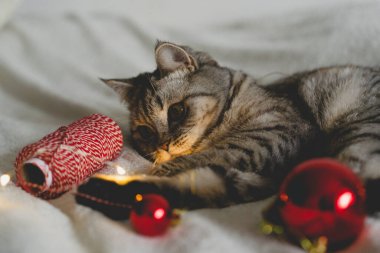 Mutlu kedi. 2022 Noel sezonu. Yeni yıl. Kedi Noel oyuncağıyla oynuyor.