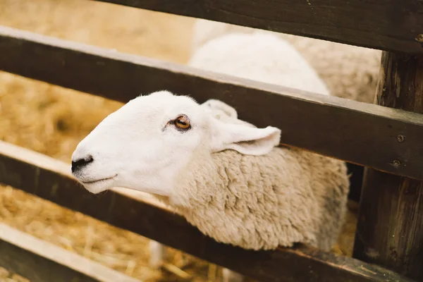 Border Leicester Adalah Salah Satu Ras Domba Berambut Panjang Tertua — Stok Foto