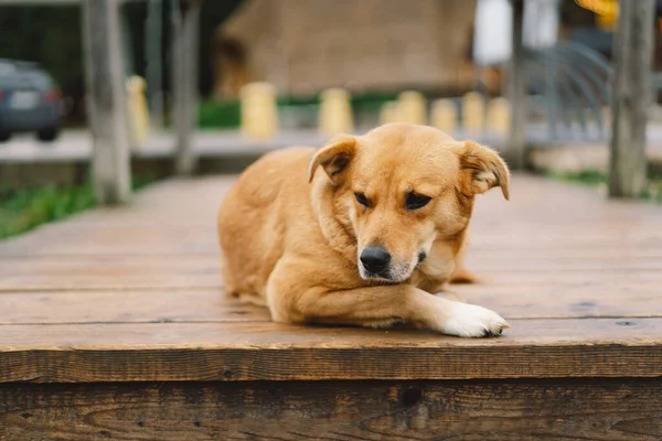 Cão Triste Solitário Que Estabelece Soalho Madeira Exterior Cão Com Fotografia De Stock