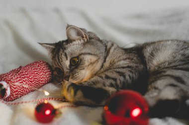 Mutlu kedi. 2022 Noel sezonu. Yeni yıl. Kedi Noel oyuncağıyla oynuyor.