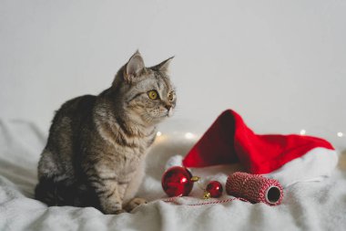 Mutlu kedi. 2022 Noel sezonu. Yeni yıl. Kedi Noel oyuncağıyla oynuyor.