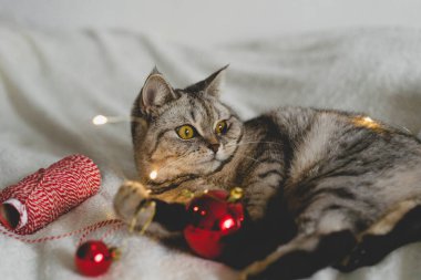 Mutlu kedi. 2022 Noel sezonu. Yeni yıl. Kedi Noel oyuncağıyla oynuyor.