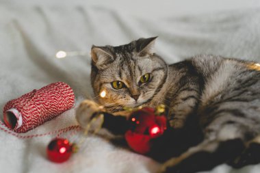 Mutlu kedi. 2022 Noel sezonu. Yeni yıl. Kedi Noel oyuncağıyla oynuyor.