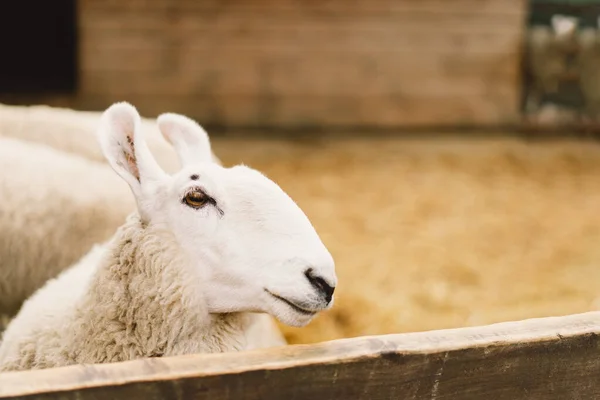 Border Leicester Una Delle Più Antiche Razze Ovine Dai Capelli — Foto Stock