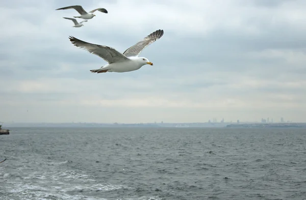 Gaivotas voadoras — Fotografia de Stock