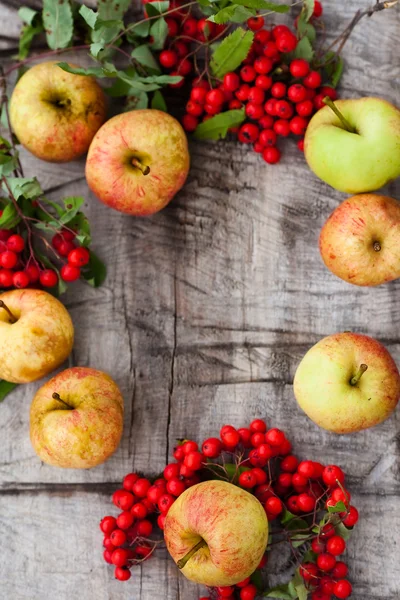 Apples and mountain ash — Stock Photo, Image