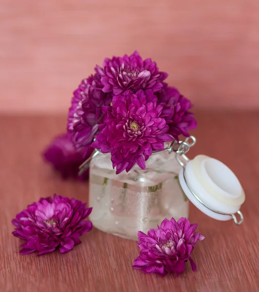 紫色菊花 — 图库照片