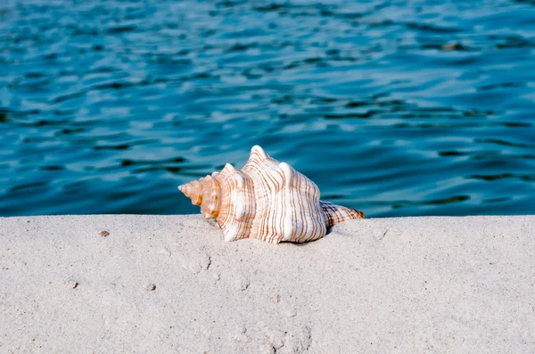 Seashell on the ocean — Stock Photo, Image