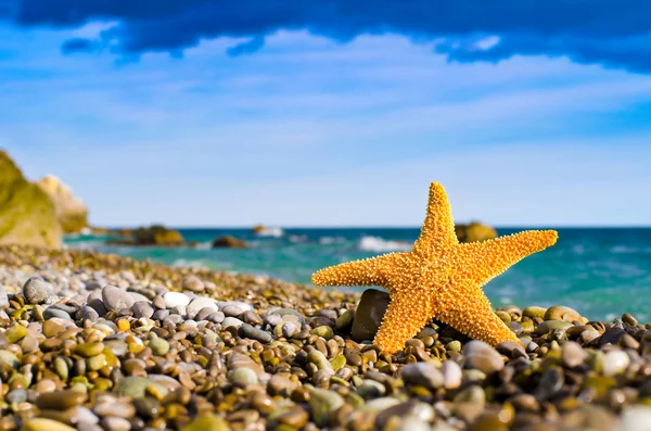 Seastar sulla spiaggia — Foto Stock