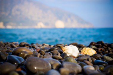 okyanus üzerinde deniz kabuğu