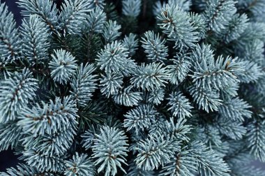 Yeşil çam ağacı dallarının arka planı. Doğa konsepti.