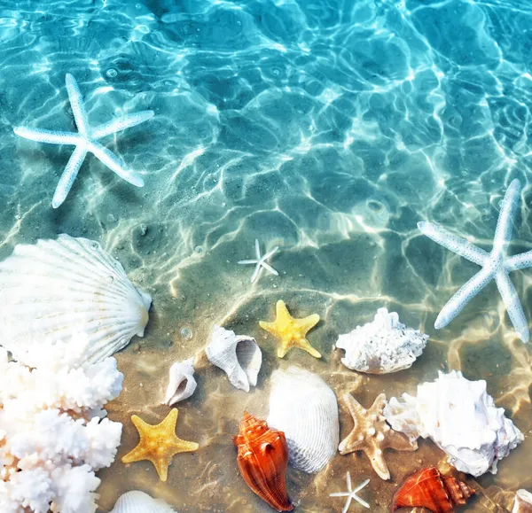 Sjöstjärnor Korall Och Seashell Sommaren Stranden Havsvatten Sommaren Bakgrund Sommartid — Stockfoto