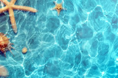Deniz yıldızı ve deniz suyu yaz sahilde deniz kabuğu. Yaz arka plan. Yaz saati.