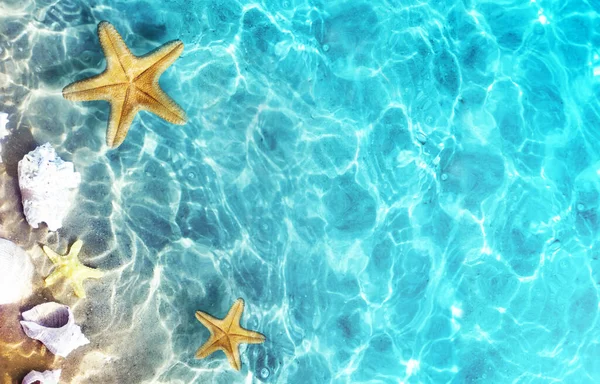 Tengeri Csillag Korall Nyári Strand Tenger Vizében Kagyló Nyári Háttér — Stock Fotó