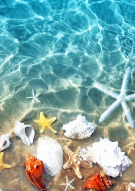 Deniz yıldızı, mercan ve deniz suyu yaz sahilde deniz kabuğu. Yaz arka plan. Yaz saati.
