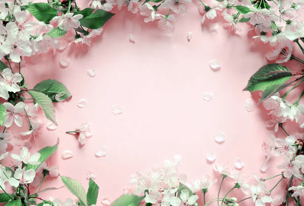 Flowering Branches Petals Pink Background Spring Concept — ストック写真