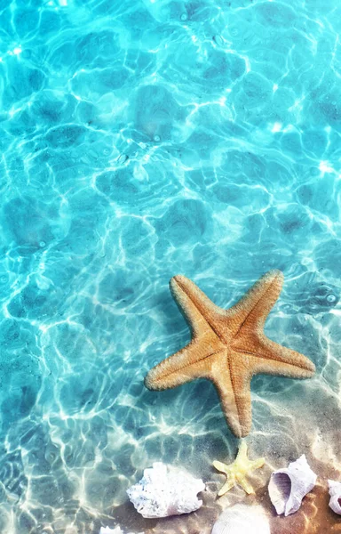 Zeester Zeeschelp Het Strand Van Zomer Zeewater Zomer Achtergrond Zomertijd — Stockfoto