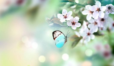 Bulanık arka planda çiçek açan dallar ve kelebek. Bahar konsepti.