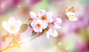 Bulanık arka planda çiçek açan dallar ve kelebek. Bahar konsepti.