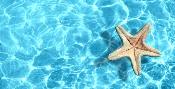 Étoile Mer Sur Plage Été Dans Eau Mer Fond Estival — Photo