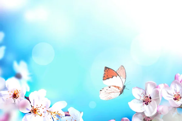 青い背景と蝶の上に花の枝 春のコンセプト — ストック写真