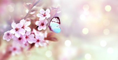 Bulanık arka planda çiçek açan dallar ve kelebek. Bahar konsepti.