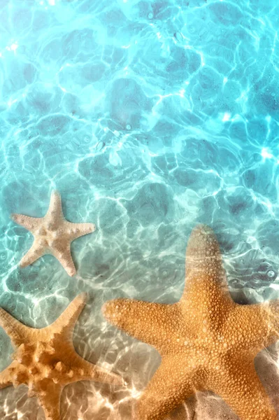Hvězdice Letní Pláži Mořské Vodě Letní Pozadí Letní Čas — Stock fotografie
