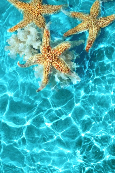 Estrella Mar Coral Playa Verano Agua Mar Fondo Verano Hora — Foto de Stock